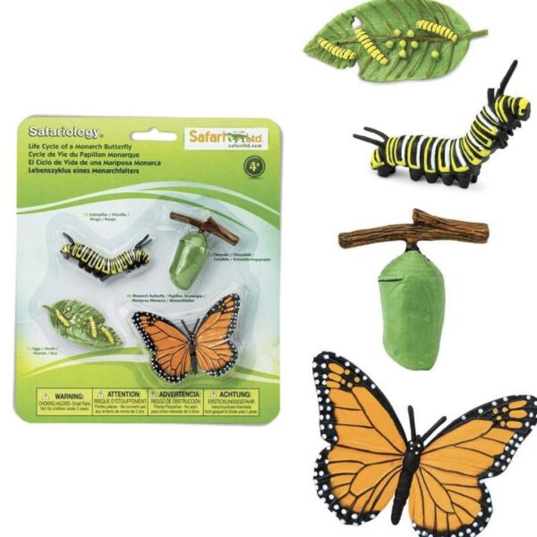 Life Cycle of a Monarch Butterfly
