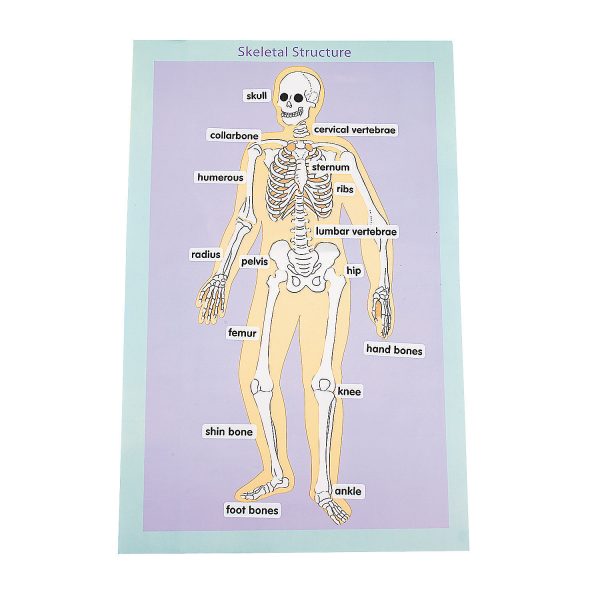 Human Body - Image 3
